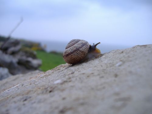 snail rock climbing