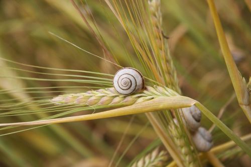 snail wheat summer