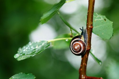 snail animal leaves