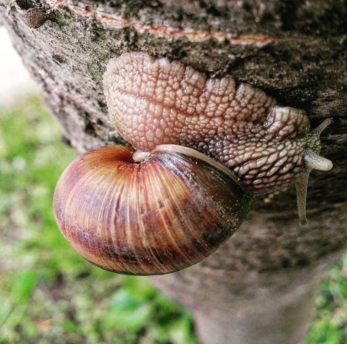 snail nature macro