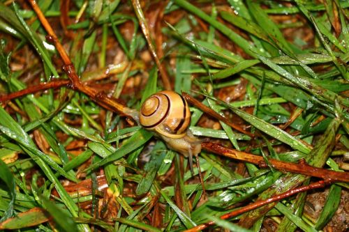 snail grass green