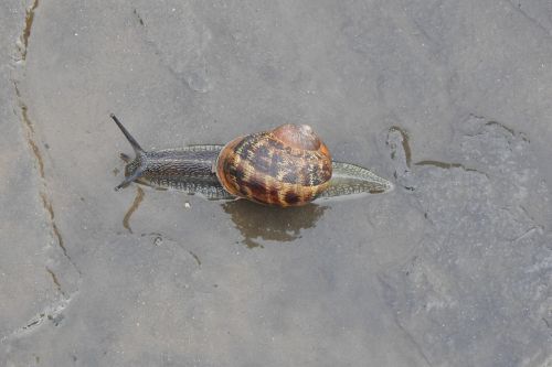 snail garden nature