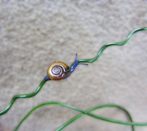 snail blue snail squiggle