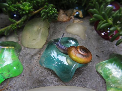 snail garden glass