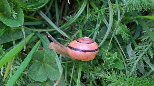 snail grass green