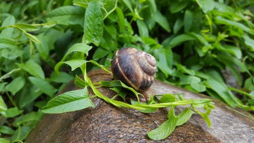 snail rain nature