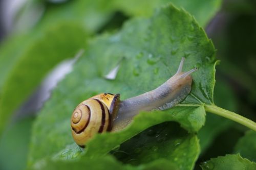 snail shell leaf