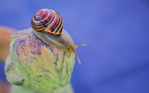 snail tape worm shell