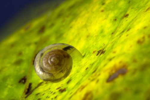 snail shell dry rigid