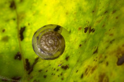 snail shell dry rigid