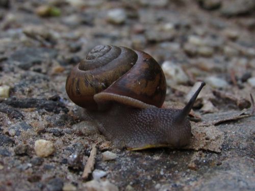 snail earth nature