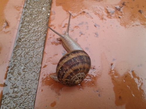 snail shell garden