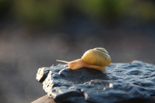 snail bugs insect