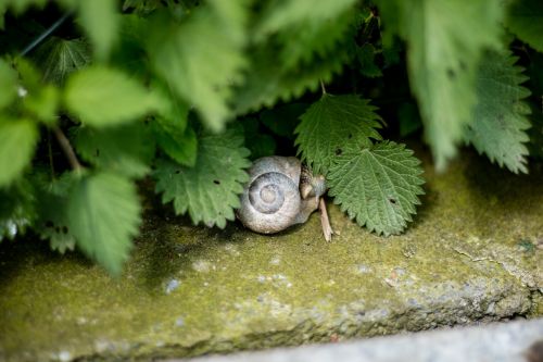 snail nature