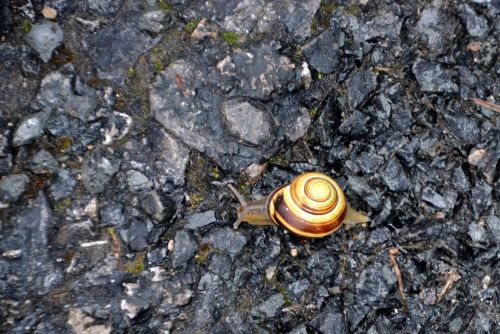 snail slowly shell