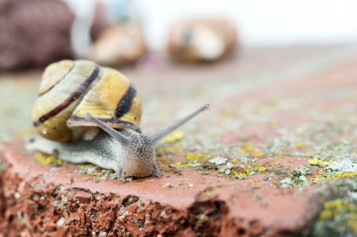 snail crawl shell