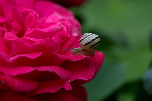 snail rose petals