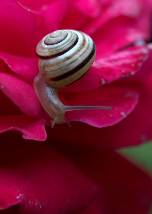 snail rose petals