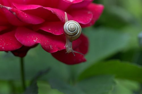 snail rose petals