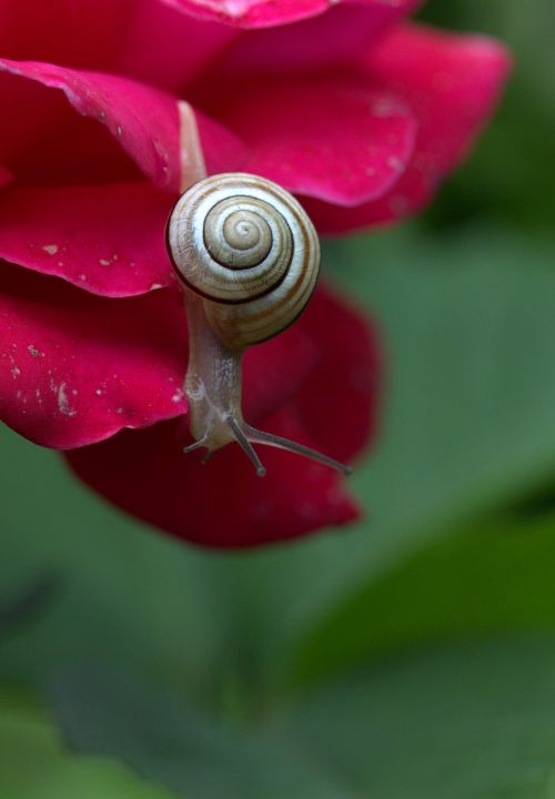 snail rose petals