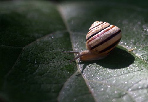 snail leaf wet