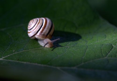 snail leaf wet