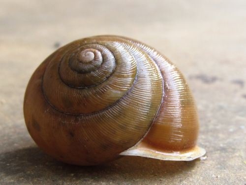 snail shell empty