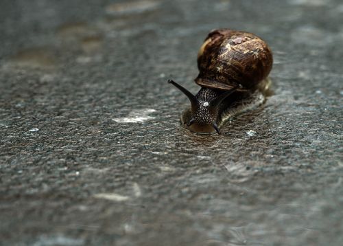 snail macro gastropod