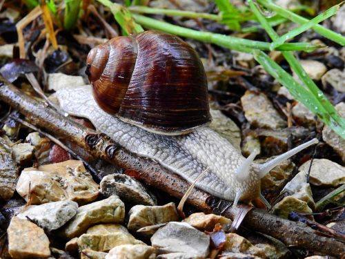 snail animal nature