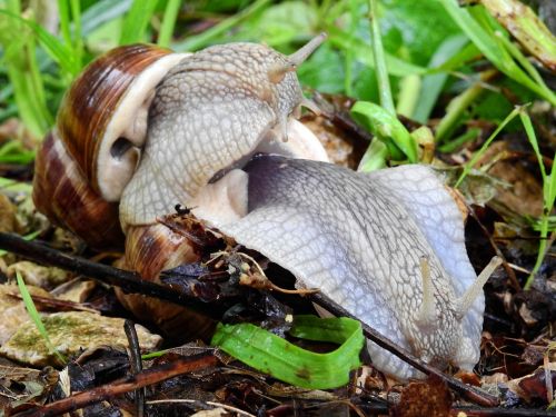 snail animal nature