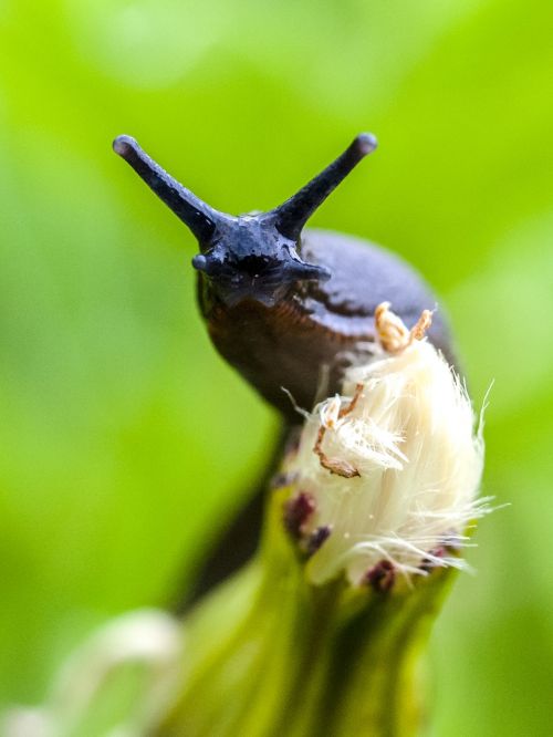 snail slug nature