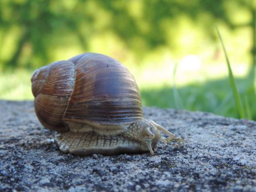 snail animal shell