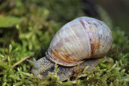 snail slow