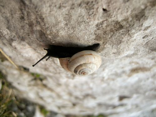 snail rock macro