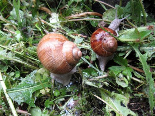 snail molluscum seashell