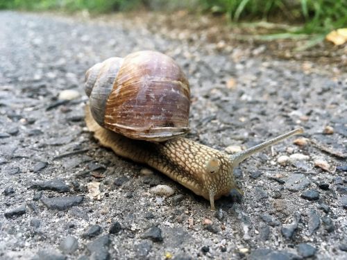 snail animal nature