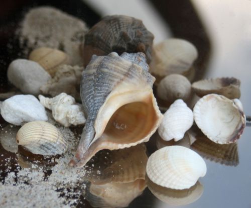 snail housing maritime