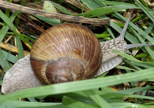 snail winniczek grass