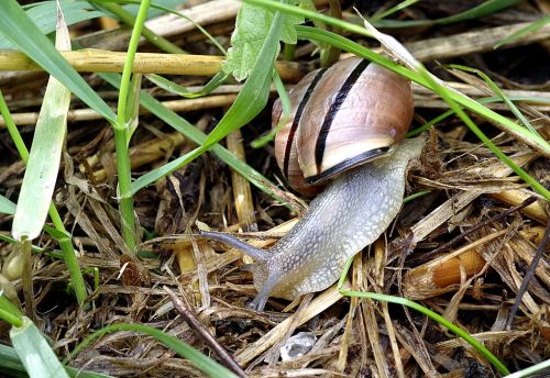 snail pest colored