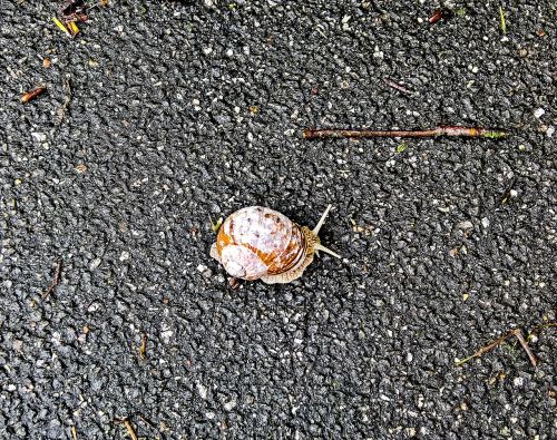 snail mollusk shell