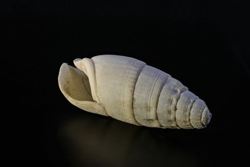 snail lime shell