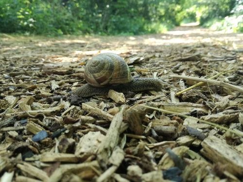 snail wood forest