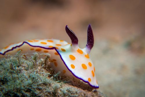 snail underwater diving