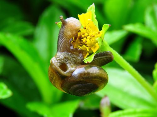snail flower snail eating
