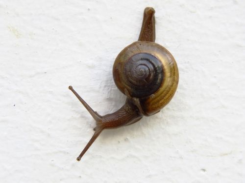 snail alone animal