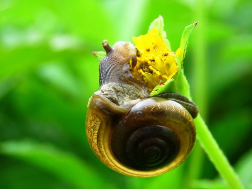 snail cute close up