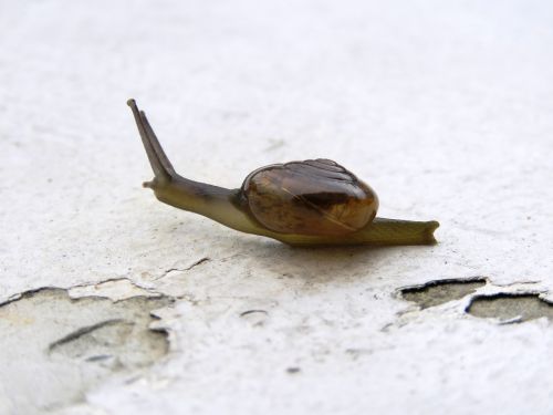 snail alone animal