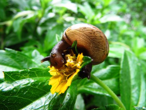 snail snail eating close up