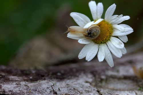 snail shell horns