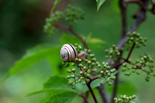 snail shell horns